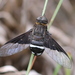 Morose Beefly - Photo (c) fayne, some rights reserved (CC BY-NC), uploaded by fayne