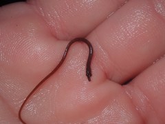 Nerophis lumbriciformis
