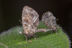 Logania marmorata damis