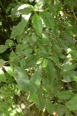 Coprosma tenuifolia