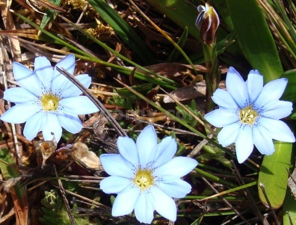Gentiana sedifolia image