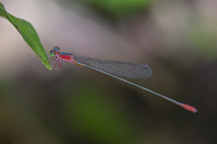 Teinobasis ruficollis