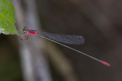 Teinobasis ruficollis