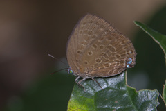 Arhopala major major