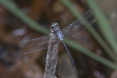 Pornothemis starrei