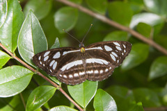 Phaedyma columella singa