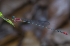 Teinobasis ruficollis