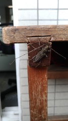 Stromatium longicorne