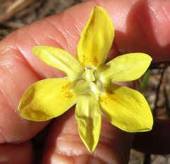 Moraea elsiae
