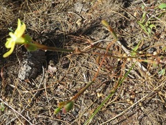 Moraea elsiae