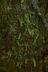 Notogrammitis ciliata