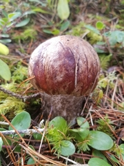 Leccinum largentii
