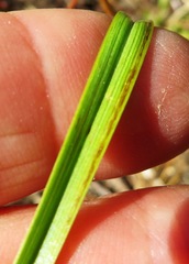 Moraea elsiae
