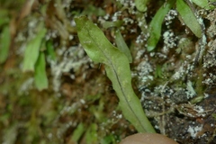 Notogrammitis ciliata