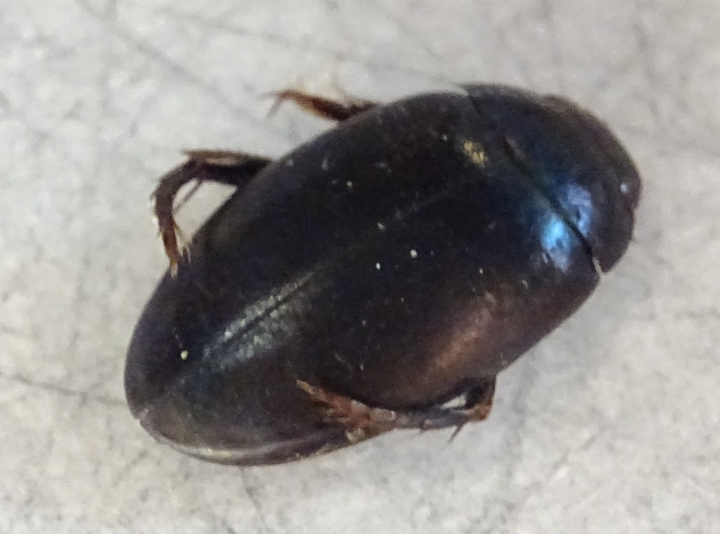 Agabus bipustulatus from Im Siek 16, 32699 Extertal, Deutschland on