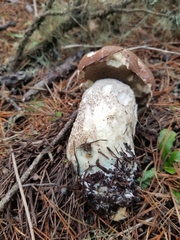 Leccinum largentii