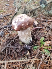 Leccinum largentii