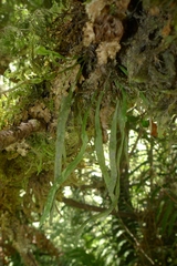 Notogrammitis angustifolia nothofageti