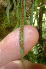 Notogrammitis angustifolia nothofageti