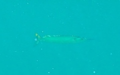 Hemiramphus brasiliensis