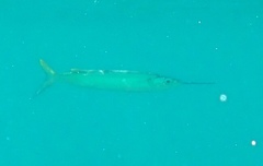 Hemiramphus brasiliensis
