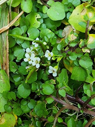 Hybrid Watercress (Nasturtium ×)