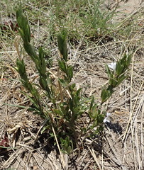 Dyschoriste costata