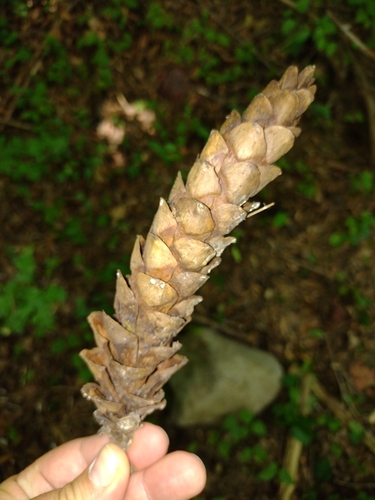 Američki borovac (Pinus strobus)