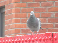 Columba livia domestica