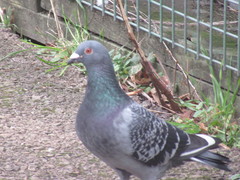 Columba livia domestica