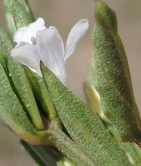 Dyschoriste costata