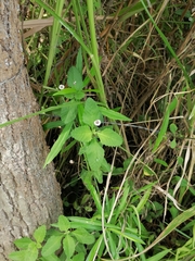 Lippia dulcis