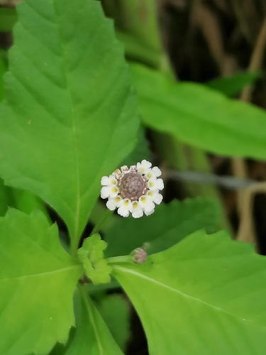 Lippia dulcis, photograph 2
