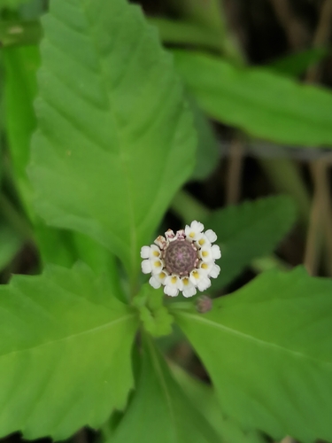 Lippia dulcis, photograph 3