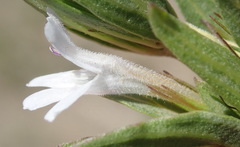Dyschoriste costata