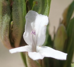 Dyschoriste costata