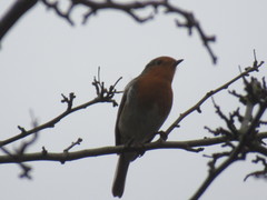 Erithacus rubecula