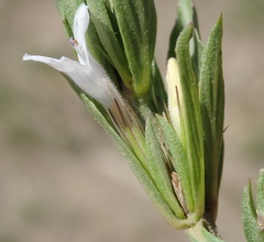 Dyschoriste costata
