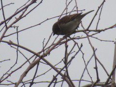 Passer domesticus