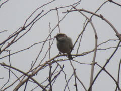 Passer domesticus