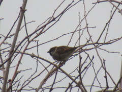 Passer domesticus