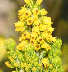 Erica parilis parilis