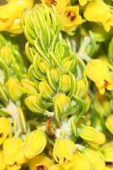 Erica parilis parilis