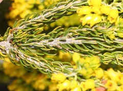 Erica parilis parilis