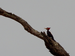 Campephilus leucopogon