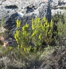 Erica parilis parilis