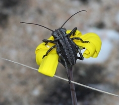 Hetrodes pupus pupus