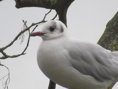 Chroicocephalus ridibundus