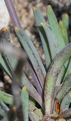 Crassothonna protecta