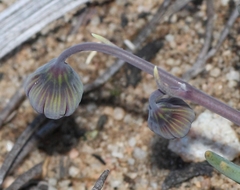 Crassothonna protecta